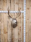 Main Frame 5x5 Mule Deer Shoulder Mount Taxidermy