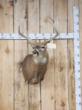 4x4 Whitetail Shoulder Mount Taxidermy