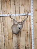 5x5 Mule Deer Shoulder Mount Taxidermy