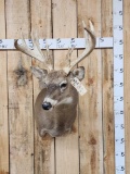 12 Point Whitetail Shoulder Mount Taxidermy
