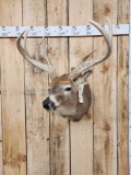 4x4 Whitetail Shoulder Mount Taxidermy