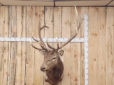 6x6 Elk Shoulder Mount Taxidermy