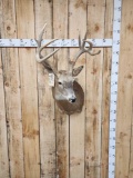 Main Frame 4x4 Whitetail Shoulder Mount Taxidermy