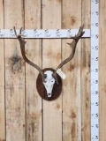 Fallow Deer Antlers On Plaque