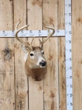 Freak Unicorn Whitetail Shoulder Mount Taxidermy