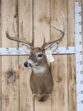 5x5 Whitetail Shoulder Mount Taxidermy