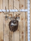 4x5 Whitetail Shoulder Mount Taxidermy