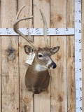 Freak 3x2 Whitetail Shoulder Mount Taxidermy