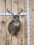 5x5 Whitetail Shoulder Mount Taxidermy