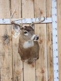4x4 Whitetail Shoulder Mount Taxidermy