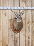 Nice 4x4 Whitetail Shoulder Mount Taxidermy