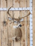 Main Frame 5x5 Whitetail Shoulder Mount Taxidermy