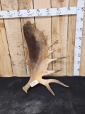 19 lbs Alaskan Moose Cut Off Antler