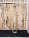 Double Shovel Caribou Antlers