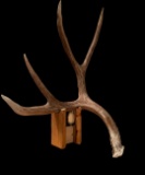 Massive 87? Typical Colorado Mule Deer Shed Antler