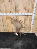 13.4 Lbs Alaskan Moose Shed Antler