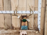 BIG Wild Illinois 4x4 Antlers On Plaque With Previous Sheds