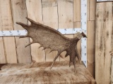 14.8 Lbs Self Standing Moose Shed Antler