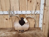 Mid To High 150 Class Wild Illinois Whitetail Antlers On Plaque