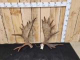 20 Lbs Set Of Alaskan Moose Shed Antlers