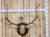 6x6 Elk Antlers On Plaque
