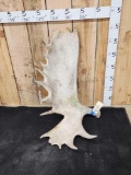 20 Lbs Alaskan Moose Shed Antler