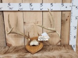 Wild Illinois 4x5 Whitetail Antlers On Plaque