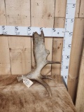 5.2 Lbs Self Standing Moose Shed Antler