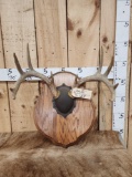 Wild Illinois 5x5 Whitetail Antlers On Plaque