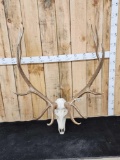 Big 7x7 Elk Antlers On Skull