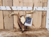 Wild Illinois 4x4 Whitetail Antlers On Plaque