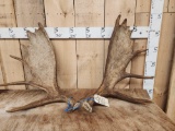 15 Lbs Set Of Moose Shed Antlers