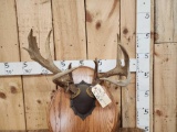 Big Nontypical Wild Illinois Whitetail Antlers On Plaque