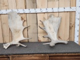 2 Moose Shed Antlers