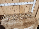 15.8 Lbs Of Whitetail Antlers