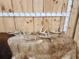 Nice Group Of 6 Wild Iowa Whitetail Shed Antlers