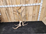 Set Of 16.2 Lbs Elk Shed Antlers