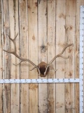 6x6 Elk Antlers On Plaque