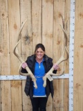 6x5 Elk Shed Antlers