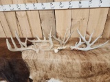 Group Of 4 Whitetail Shed Antlers