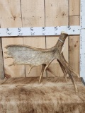 8.8 Lbs Self Standing Moose Shed Antler