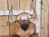 Heavy Mass Wild Illinois 4x5 Whitetail Antlers On Plaque