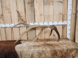 11.2 Lbs Elk Shed Antler