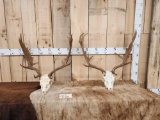 2 Sets Of Fallow Deer Antlers On Skulls