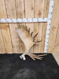 19 Lbs Alaskan Moose Shed Antler