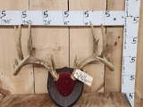 Wild Illinois 5x5 Whitetail Antlers On Plaque