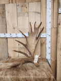 13.8 Lbs Moose Shed Antler