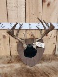 6x5 Wild Illinois Whitetail Antlers On Plaque