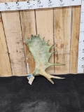6.4 Lbs Moose Shed Antler