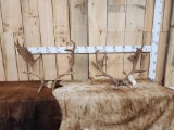 2 Sets Of Fallow Deer Antlers On Skull Plate
